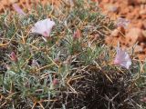 Convolvulus spinifer. Верхушки побегов с цветками и бутонами. Киргизия, Баткенская обл., Баткенский р-н, окр. с. Самаркандык, Туркестанский хр., горы Сары-Тоо, уроч. Мадыген, краснопесчаниковые толщи. 11 мая 2026 г.