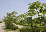 род Catalpa. Ветви. Приморский край, г. Владивосток, о. Русский, кампус ДВФУ, в культуре. 28.06.2024.