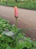 genus Tulipa. Цветущее растение. Москва, Аптекарский огород. 23.04.2024.