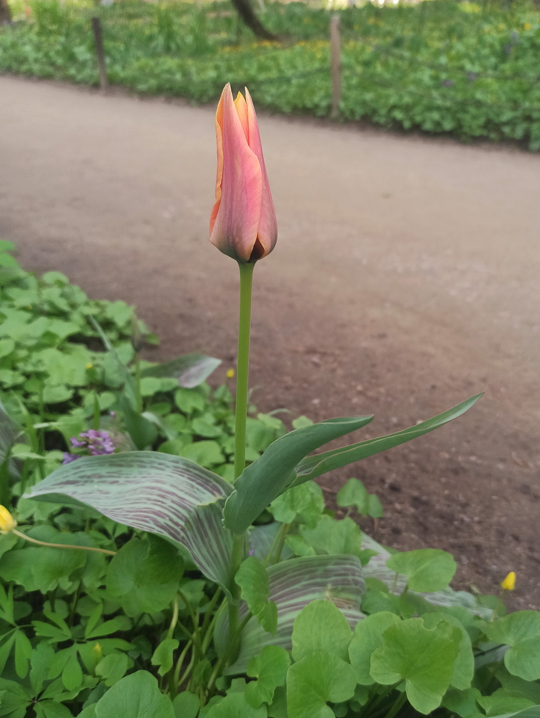 Image of genus Tulipa specimen.