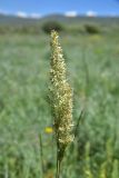 unknown species. Верхушка плодоносящего (?) растения. Грузия, край Самцхе-Джавахети, окраина с. Тмогви, окр. южного берега оз. Цунда, горная степь. 8 июня 2026 г.
