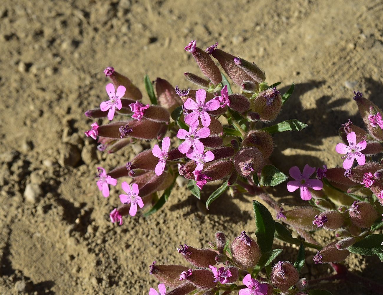 Image of Spanizium prostratum specimen.
