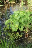 Caltha palustris. Плодоносящее растение. Ленинградская обл., Ломоносовский р-н, окр. дер. Мал. Забородье, Симоновский ручей, в русле близ порожка (\"водопада\"). 10.06.2026.