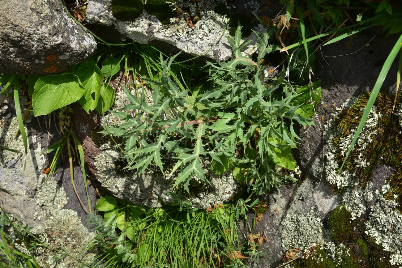 Image of Eryngium campestre specimen.