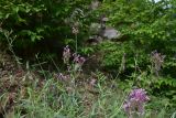 Centranthus longiflorus