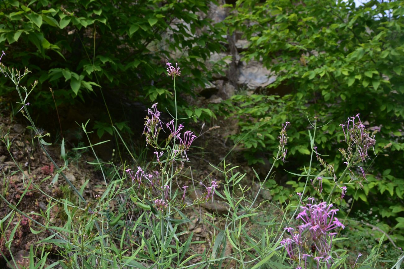 Изображение особи Centranthus longiflorus.