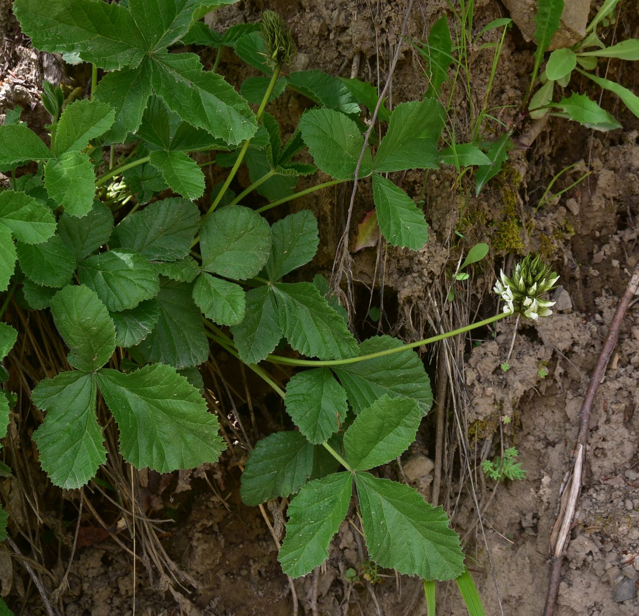 Image of Psoralea acaulis specimen.