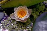 Nymphaea candida. Цветок. Московская обл., Раменский р-н, окр. дер. Хрипань, садовый участок. 10.07.2026.