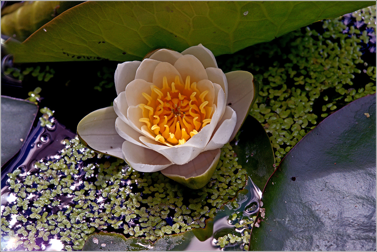 Image of Nymphaea candida specimen.
