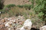 genus Linaria. Цветущее растение. Таджикистан, Горно-Бадахшанская автономная обл., Ишкашимский р-н, окр. кишлака Гармчашма, дол. р. Гармчашма, ≈ 2600 м н.у.м., каменистая осыпь. 2 июля 2026 г.