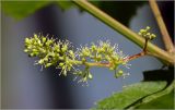 Vitis × alexanderi. Соцветие. Московская обл., Раменский р-н, окр. дер. Хрипань, садовый участок. 11.06.2026.