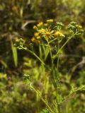 Senecio jacobaea. Верхушка цветущего растения. Республика Молдова, муниципалитет Кишинёв, г. Кодру, пустырь. 30 июля 2026 г.