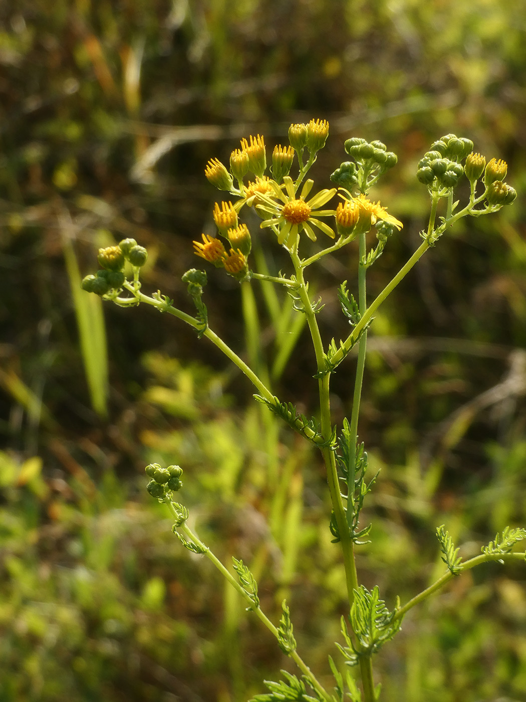 Image of Senecio jacobaea specimen.