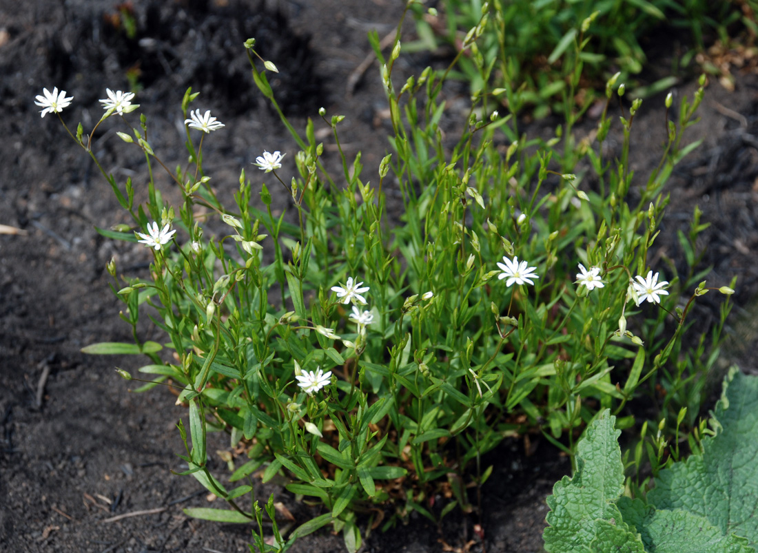 Image of Stellaria hippoctona specimen.