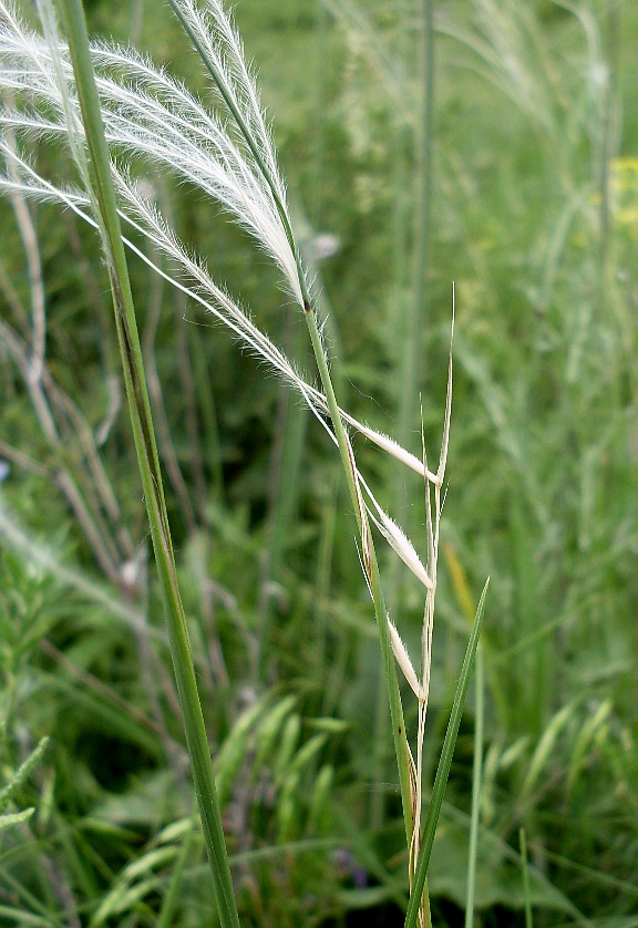 Изображение особи Stipa lessingiana.