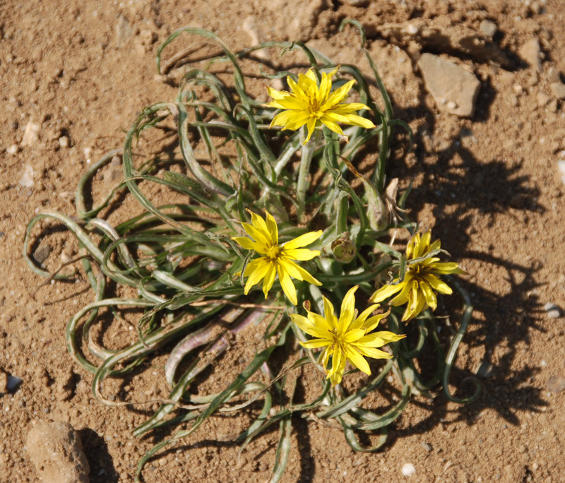 Image of Scorzonera mollis specimen.