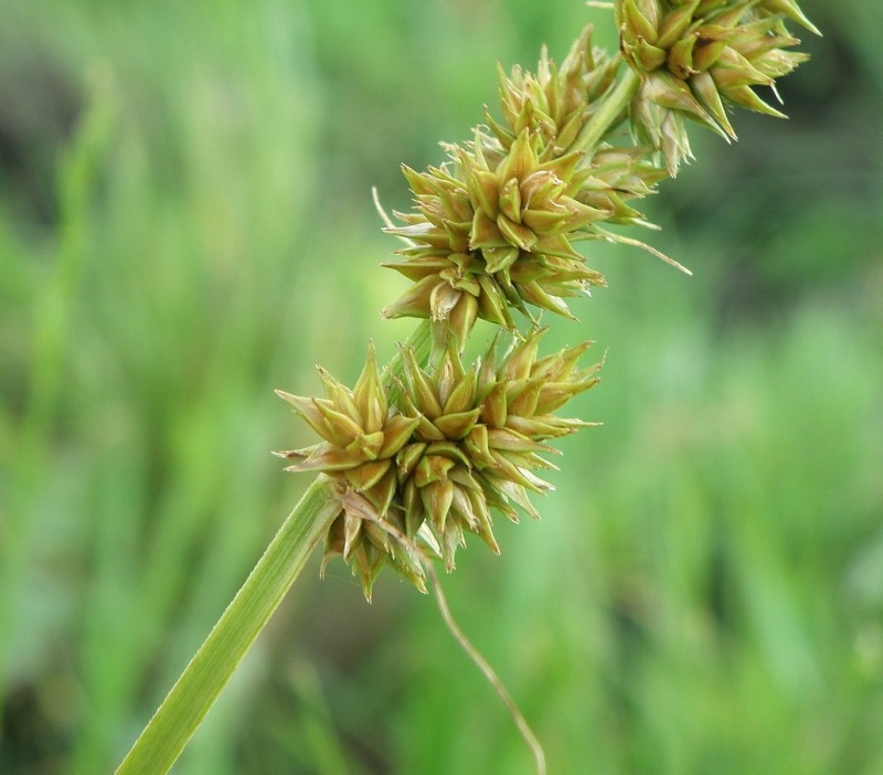 Image of Carex vulpina specimen.