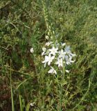 Ornithogalum ponticum