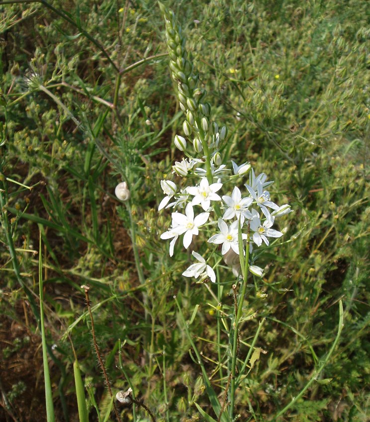 Изображение особи Ornithogalum ponticum.