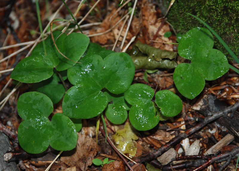 Изображение особи Hepatica nobilis.