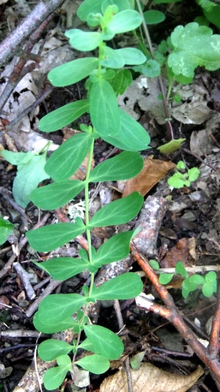 Image of Hypericum perforatum specimen.