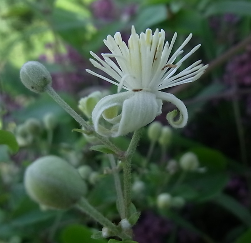 Image of Clematis vitalba specimen.