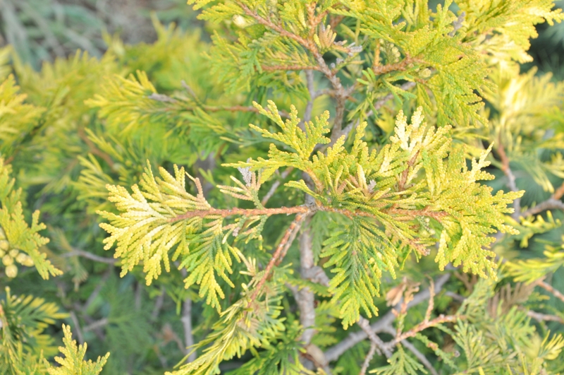 Image of Thuja occidentalis specimen.