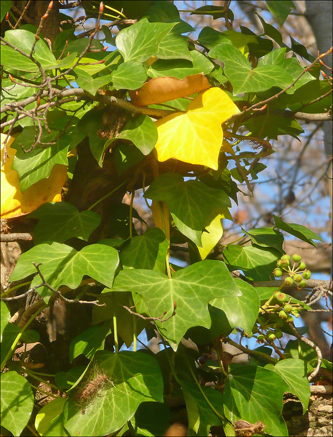 Изображение особи Hedera helix.