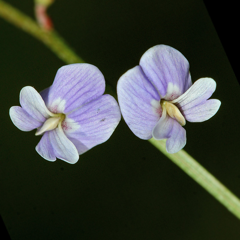 Image of Astragalus austriacus specimen.