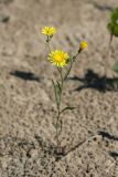 Crepis tectorum