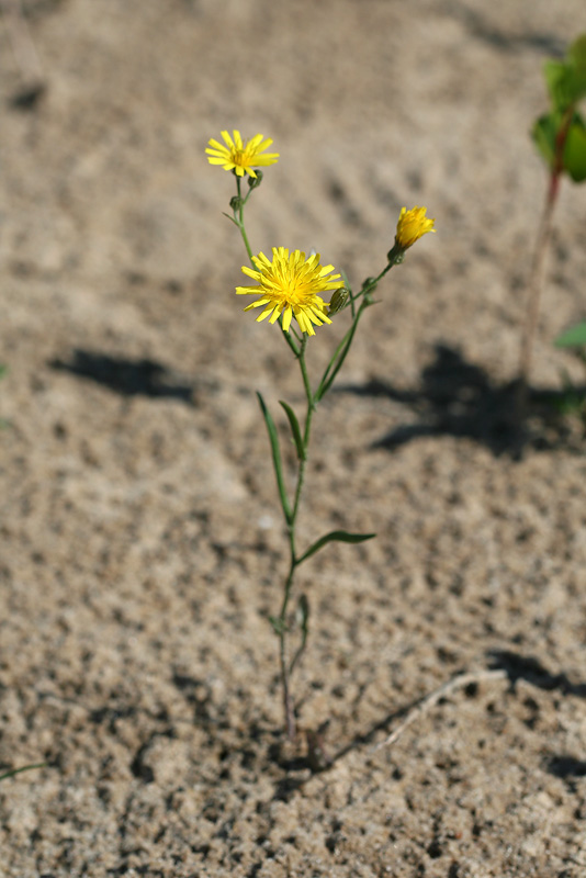 Изображение особи Crepis tectorum.