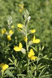 Thermopsis dolichocarpa