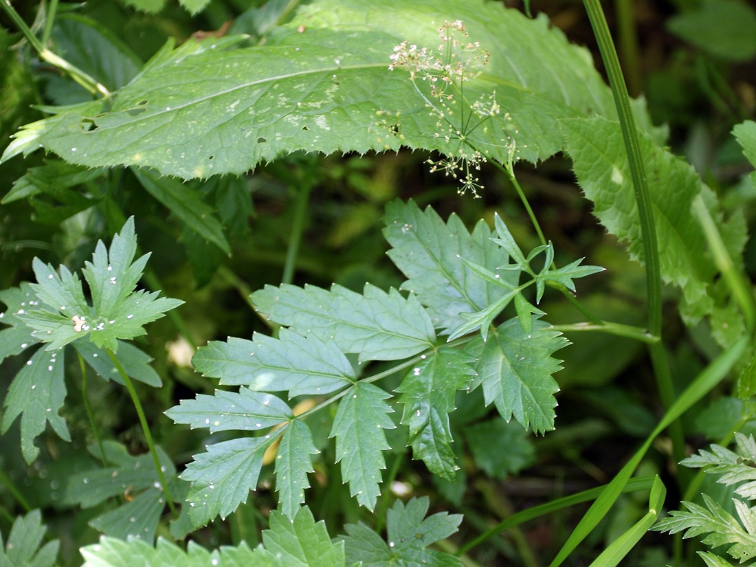 Image of Pimpinella major specimen.