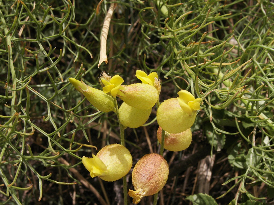 Изображение особи Astragalus xanthomeloides.