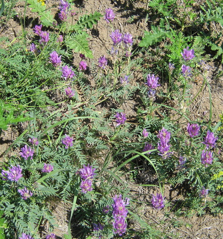 Изображение особи Astragalus onobrychis.