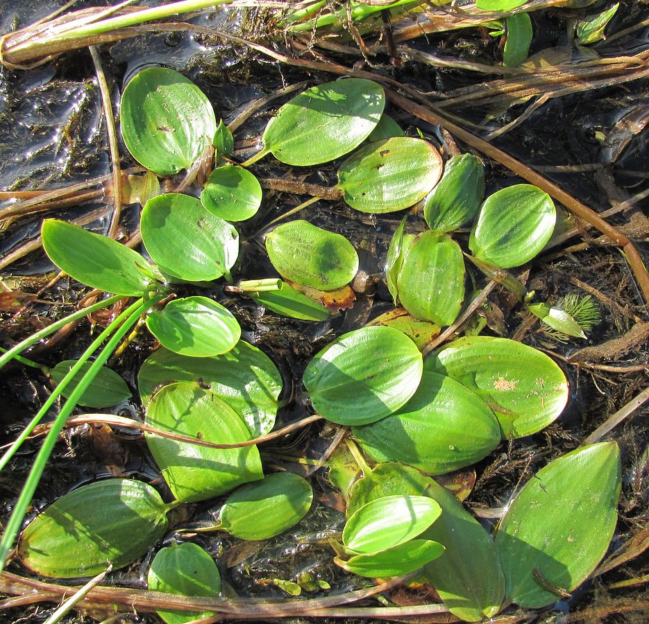 Изображение особи Potamogeton gramineus.