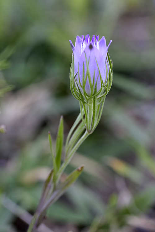 Изображение особи Nigella bucharica.