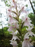 Dactylorhiza maculata. Часть соцветия. Коми, Корткеросский р-н, окр. пос. Маджа, край болота, полоса отчуждения вдоль автодороги. 08.07.2011.