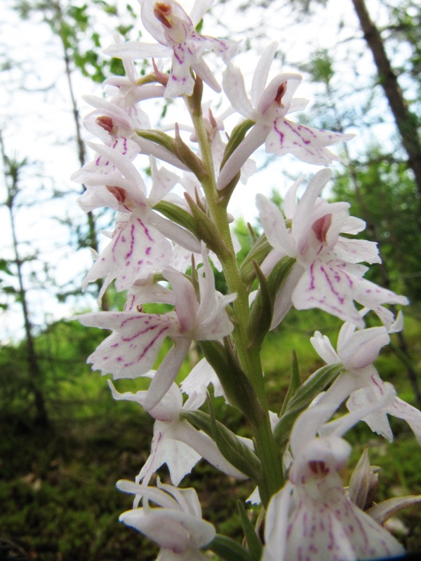 Изображение особи Dactylorhiza maculata.