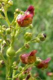 Scrophularia scopolii. Цветки. Крым, Бабуган яйла. 1 июля 2009 г.