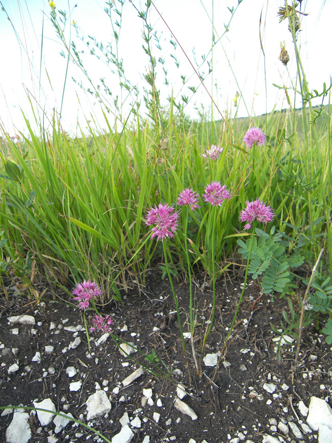 Изображение особи Allium globosum.