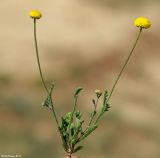 Microcephala subglobosa. Цветущее растение. Казахстан, Джамбульская обл., южнее оз. Балхаш. 13.05.2011.