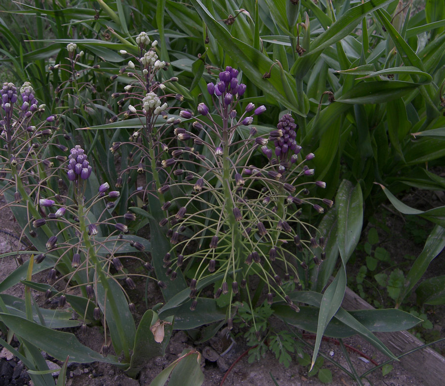 Image of genus Bellevalia specimen.