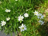 род Stellaria. Цветки. Иркутская обл., Бодайбинский р-н, водораздел рек Имнях и Бол. Семикач. Июнь 2011 г.