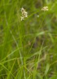 Carex praecox