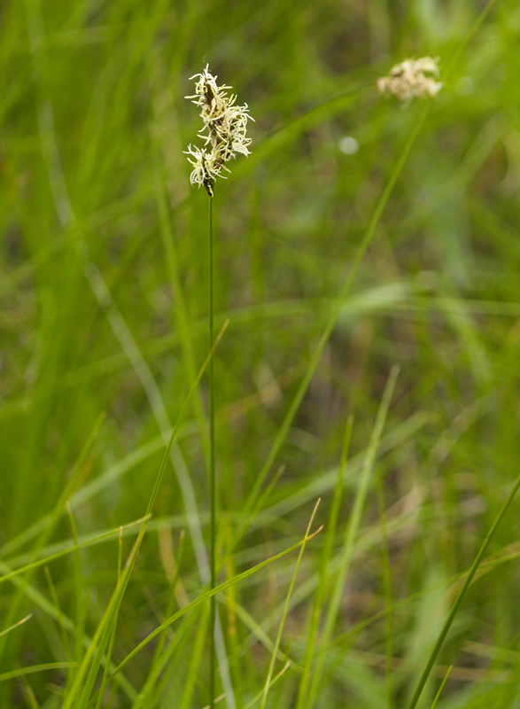 Image of Carex praecox specimen.