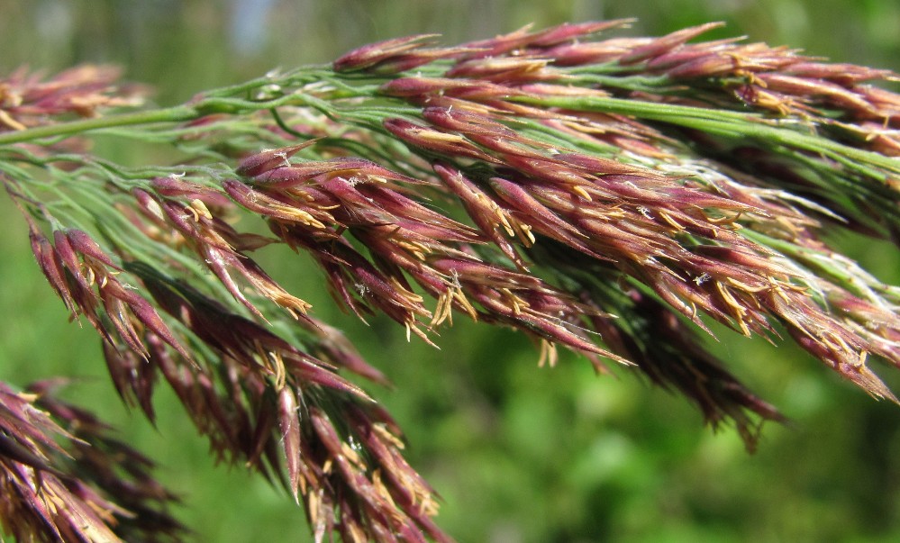 Изображение особи Calamagrostis langsdorffii.