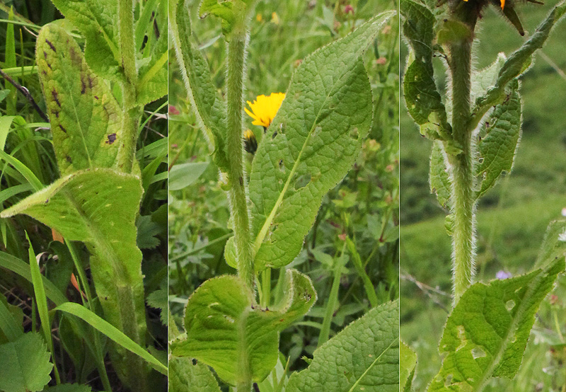 Image of Inula orientalis specimen.