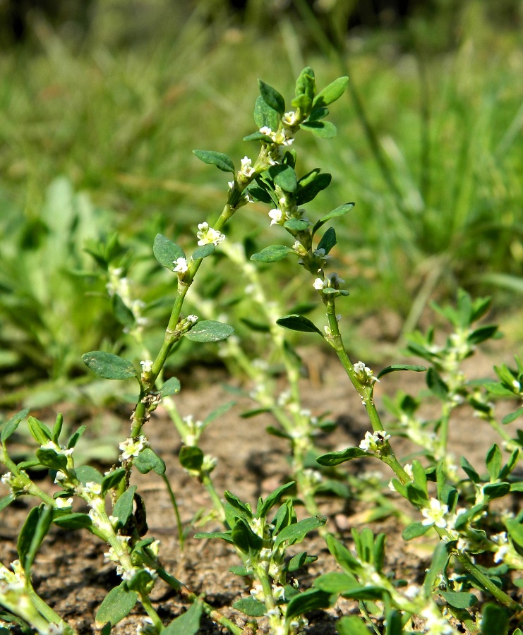 Image of Polygonum arenastrum specimen.