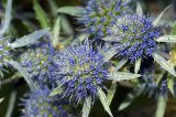 Eryngium planum. Соцветия. Московская обл., Раменский р-н, окр. дер. Хрипань, дачный участок. 09.08.2008.
